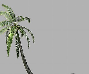 Huangguoshu Waterfall - Coconut Tree 01