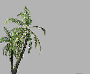 Huangguoshu Waterfall - Coconut Tree 02