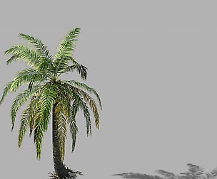 Huangguoshu Falls - coconut trees 04