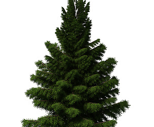 Church Hospital - Decorative tree 02
