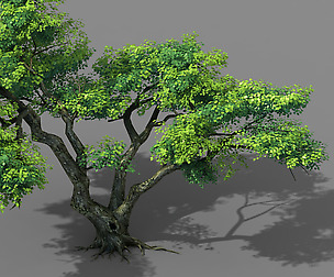 Fairy Mountains - Tree 01
