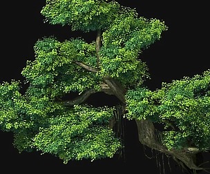 Fairy Mountains - Cliff - Tree 01