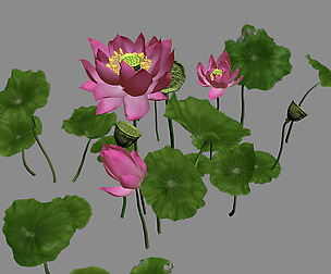 Elves Villa - lotus 05