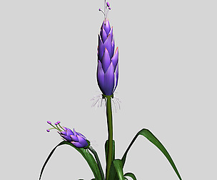 Wizard Villa - Flowers 02