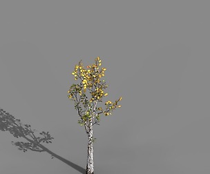 Empty Mulberry - birch 03
