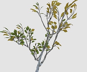 Empty Mulberry - birch 04