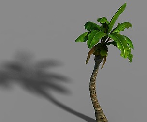 Empty Mulberry - coconut tree crook 01