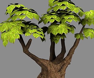 Empty Mulberry - small tree -02