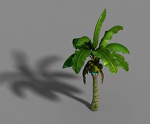 Liuli Island - coconut tree 01