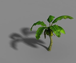 Liuli Island - coconut tree 02