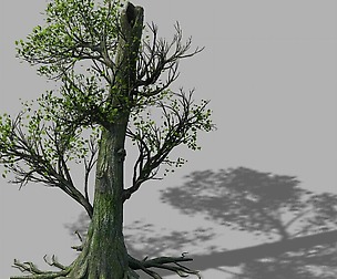 Mountain Hengshan - tree 01