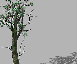 Mountain Hengshan - tree 02