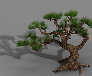 Qingyun Mountain - Pine -01