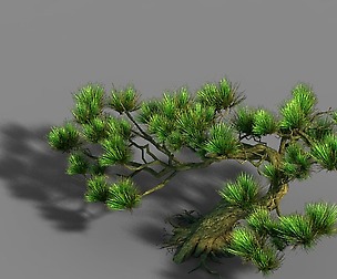 Qingyun Mountain - Pine 603