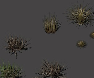 Desert plants - hay 272