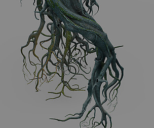 Mountain plants - big tree roots