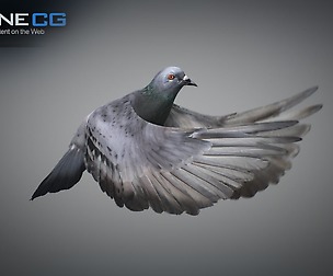 Rock Dove Animated