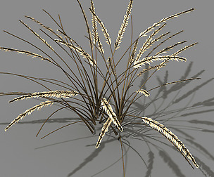 Mountain plants - dog tail grass 01