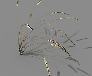 Mountain plants - dog tail grass 03