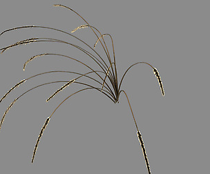 Mountain plants - dog tail grass 04