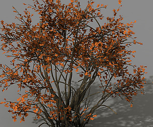 Mountain plants - shrubs 05