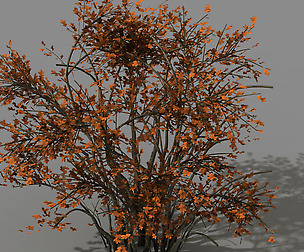 Mountain plants - shrubs 06