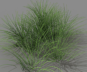 Mountain plants - flowers 03