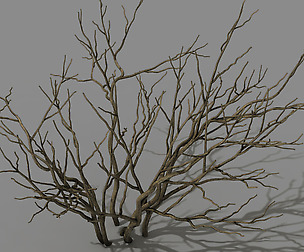 Mountain plants - shrubs 01