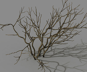 Mountain plants - shrubs 02