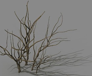 Mountain plants - shrubs 04