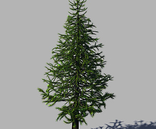 Woods - fir tree 01