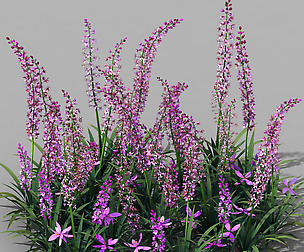 Shanglin Yuan - Plant - Flower 01