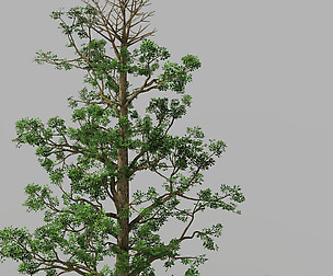 Shanglin Yuan - plant - broadleaf tree 01