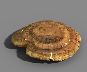 hundred thousand mountains - Ganoderma lucidum 01