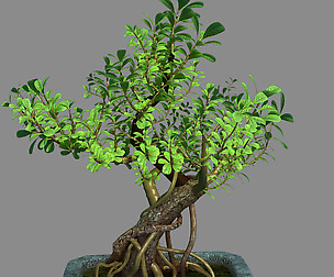 Indoor - Potted - Plants 03