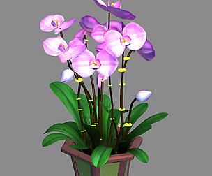 Indoor - Potted - Plants 04