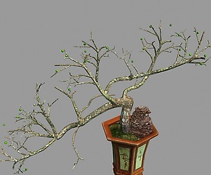 Indoor - potted plants - plants 05