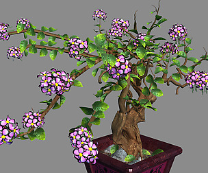 Indoor - Potted - Plants 06