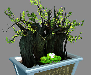 Indoor - potted plants - plants 07