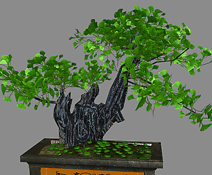 Indoor - potted plants - plants 08