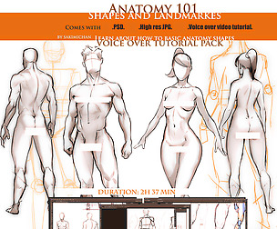 Anatomy - Shapes - Landmarks