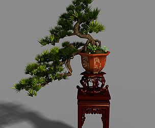 Indoor - potted plants - plants 09