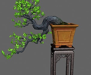 Indoor - potted plants - plants 011