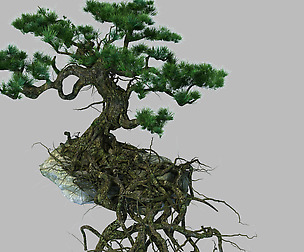Woods - Plants - Pine 23