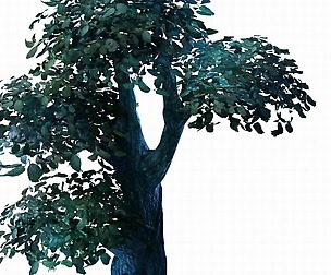 Crystal Swamp - weird tree 02