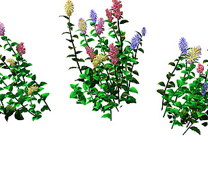 Crystal Marsh - Shrubs 02