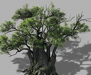 Songshan - Plants - Old trees 01