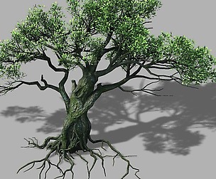 Songshan - plants - old trees 02