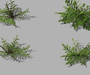Songshan - plants - small plants