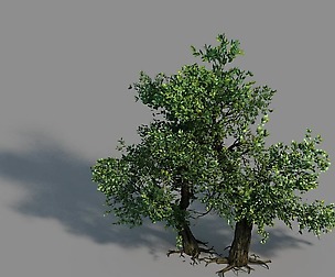 Material - tree 02